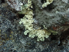 Flavoparmelia haysomii