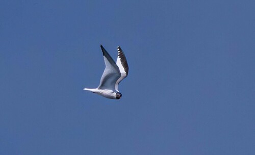 iNaturalist image