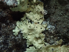 Flavoparmelia haysomii