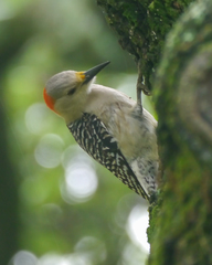 Melanerpes aurifrons × carolinus