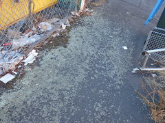 Xanthoparmelia scabrosa