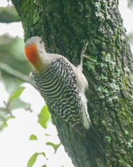 Melanerpes aurifrons × carolinus