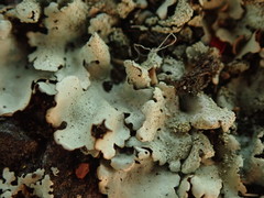 Xanthoparmelia scabrosa