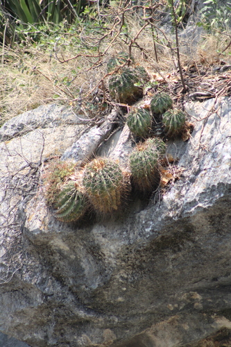 Parrycactus echidne