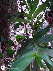 Epidendrum cnemidophorum