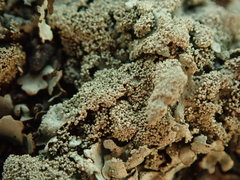 Xanthoparmelia scabrosa