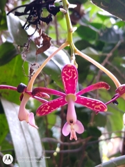 Epidendrum cnemidophorum