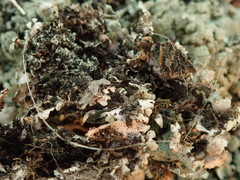 Xanthoparmelia scabrosa