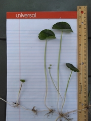 Hydrocotyle tribotrys