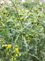 Senecio vulgaris