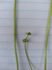Hydrocotyle tribotrys