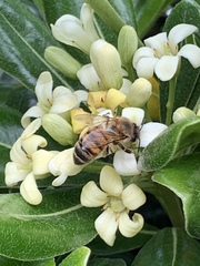 Apis mellifera