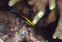 Labroides pectoralis