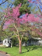 Cercis canadensis