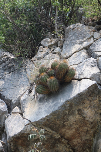 Parrycactus echidne