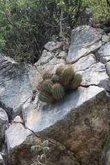 Parrycactus echidne