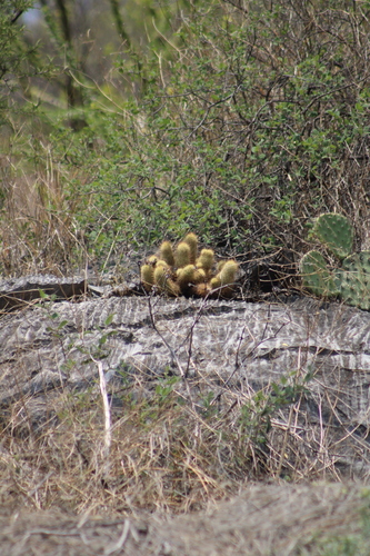 Mammillaria elongata