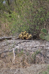 Mammillaria elongata