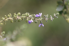 Salvia melissodora