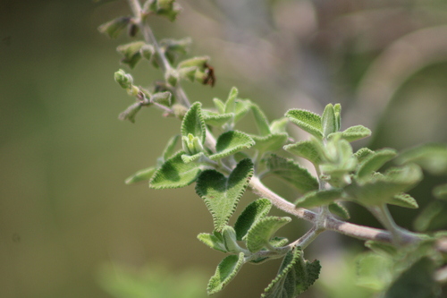 Salvia melissodora, photograph 1
