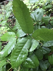 Notholithocarpus