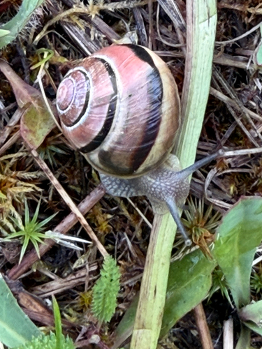 Brown-lipped Snail