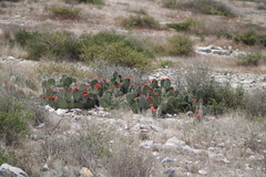 Opuntia stenopetala, photograph (c) José Belem Hernández Díaz, some rights reserved (CC BY)