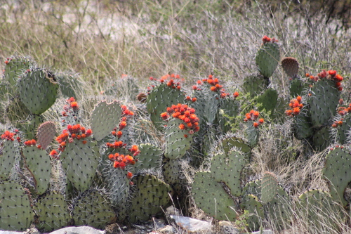 Opuntia stenopetala, photograph 5