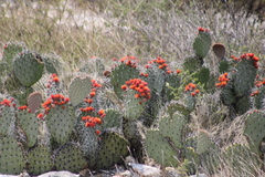 Opuntia stenopetala, photograph (c) José Belem Hernández Díaz, some rights reserved (CC BY)