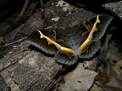 Cyligramma disturbans