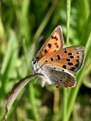 Lycaena phlaeas daimio