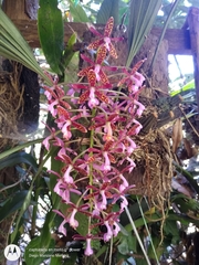 Epidendrum cnemidophorum