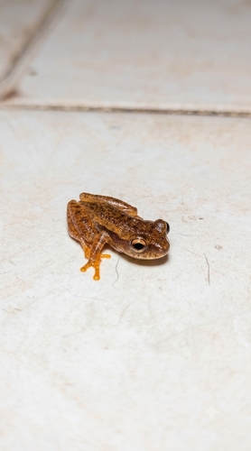 Mathiasson's Tree Frog