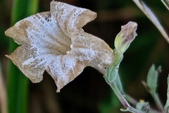 Ruellia metziae