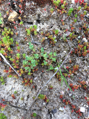 Alchemilla occidentalis