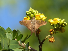 Ectomis octomaculata