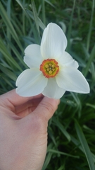 Narcissus poeticus