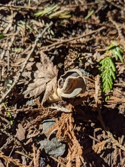Helvella compressa