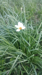 Narcissus poeticus