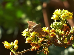 Ectomis octomaculata