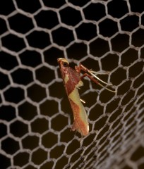 Caloptilia xanthopharella