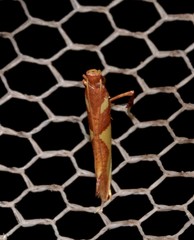 Caloptilia xanthopharella