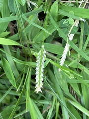 Paspalum fimbriatum