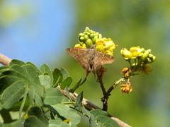 Ectomis octomaculata