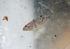 Venusia duodecemlineata