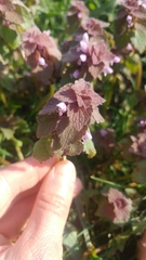 Lamium purpureum