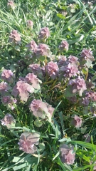 Lamium purpureum
