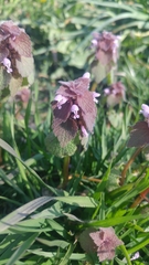Lamium purpureum