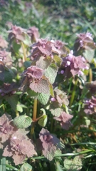 Lamium purpureum