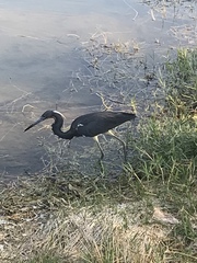 Egretta tricolor image